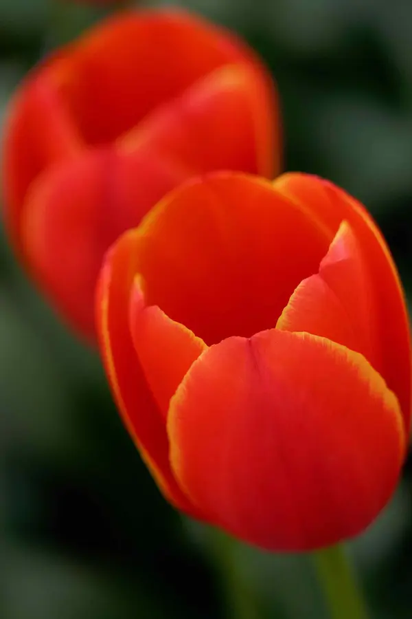 Tulip Top Gardens (72)